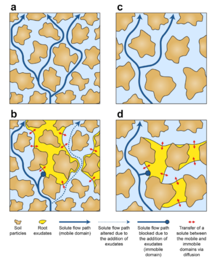 Root Exudates Study